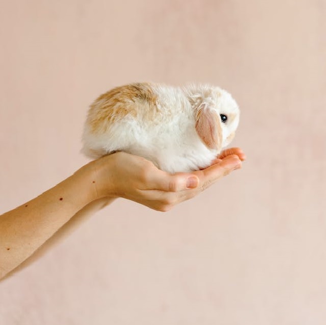 Tierversuchsfreie Kosmetik von SAFEAS – vegane Naturkosmetik für Gesicht und Körper