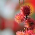 Rizinusöl aus der Rizinuspflanze Ricinus Communis – vielseitiges Naturöl für Hautpflege, Haarwachstum und gesunde Wimpern