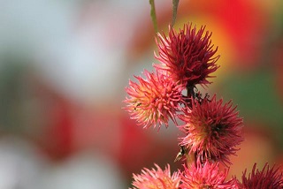 Rizinusöl aus der Rizinuspflanze Ricinus Communis – vielseitiges Naturöl für Hautpflege, Haarwachstum und gesunde Wimpern