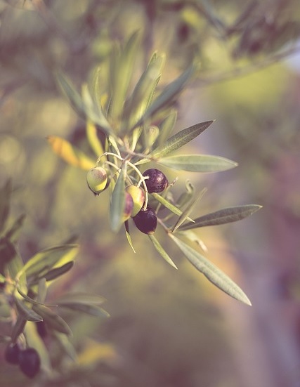 Squalan als natürlicher Feuchtigkeitsbooster für geschmeidige Haut