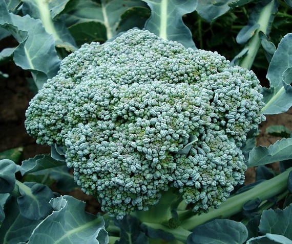 Brokkoliöl als natürlicher Wirkstoff für geschmeidige Haut und glattes Haar ohne Silikone