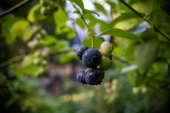 Heidelbeeren – antioxidativer Wirkstoff für schützende und regenerierende Hautpflege