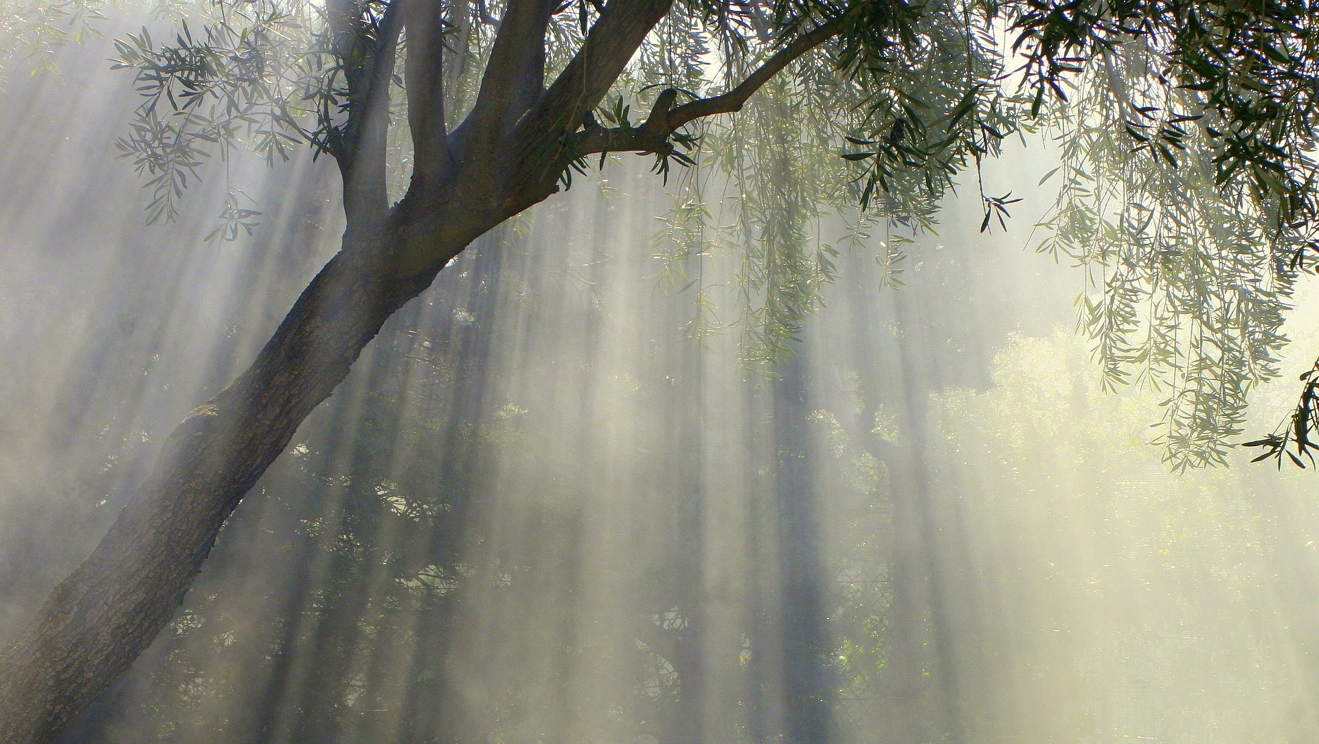 Naturkosmetik mit natürlichen und wirksamen Inhaltsstoffen