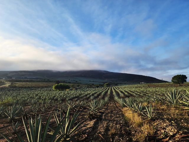 Aloe Vera in der Hautpflege: Herkunft, Wirkung und Vorteile
